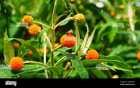 orange valls|Orange Ball Tree